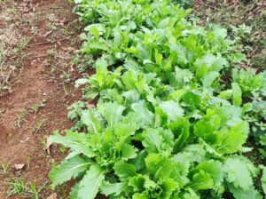 Chinese cabbage Michihili