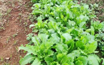 Chinese cabbage Michihili