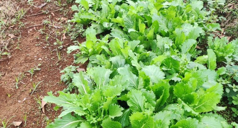 Chinese cabbage Michihili