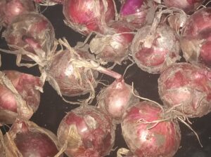 Red onions