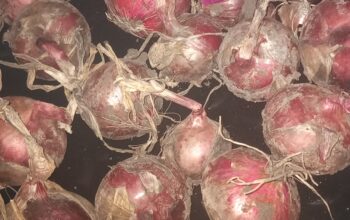 Red onions