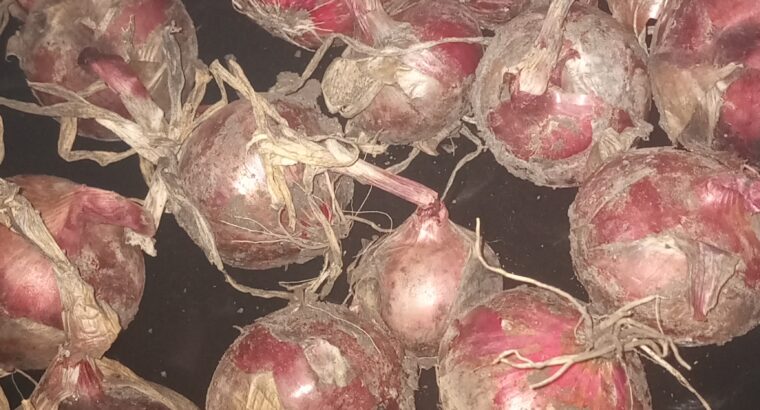 Red onions