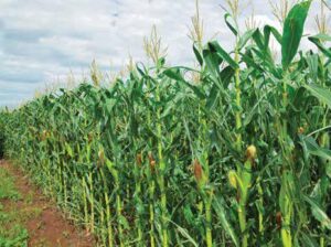 Maize for Silage