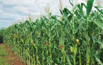 Maize for Silage