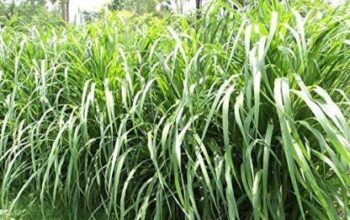 Napier Grass for cows