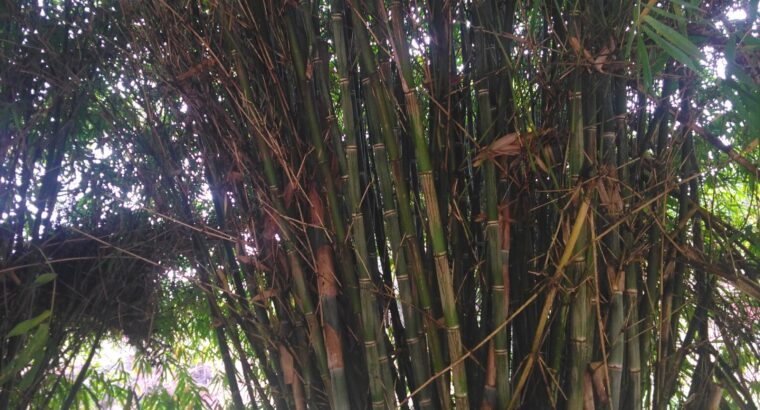 Giant Green Bamboo