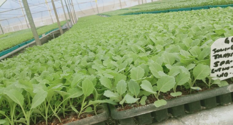 Quality Vegetables seedlings