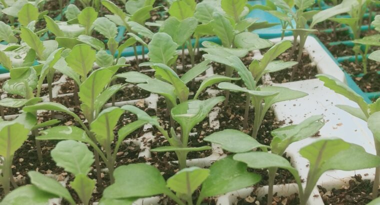 Quality Vegetables seedlings