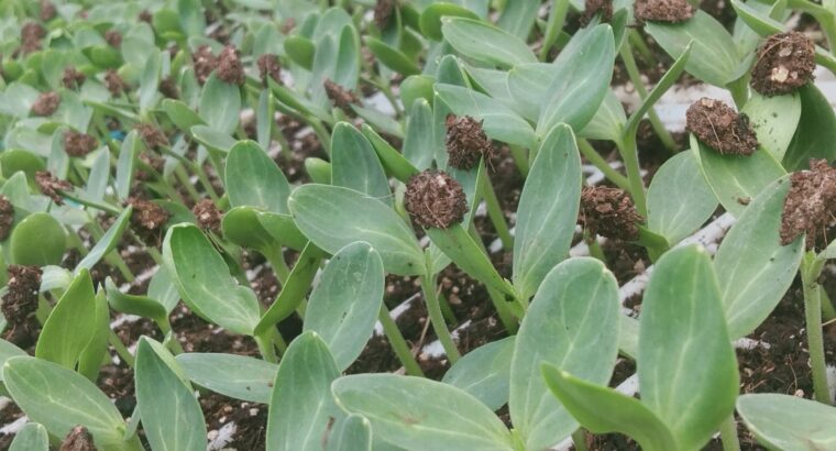 Quality Vegetables seedlings