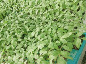 Quality Vegetables seedlings