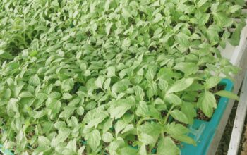 Quality Vegetables seedlings