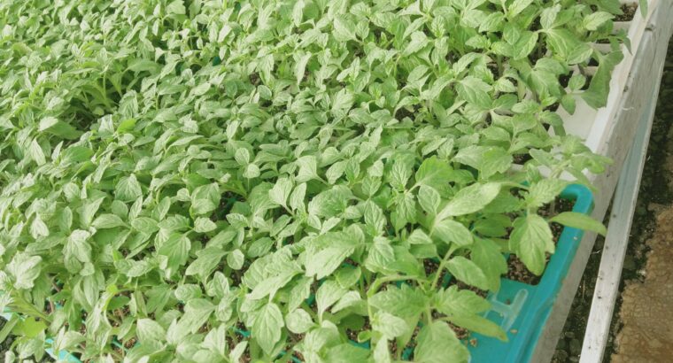 Quality Vegetables seedlings