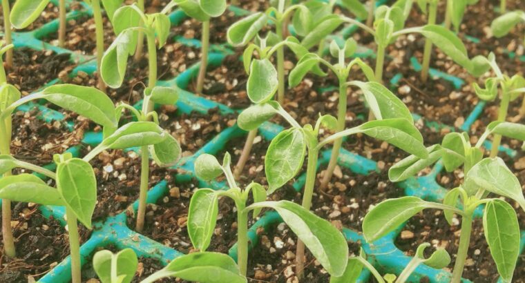 Quality Vegetables seedlings