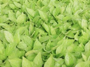 Quality Vegetables seedlings