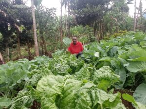 Fresh spinach for sale