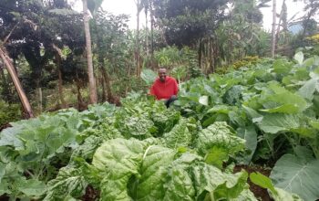 Fresh spinach for sale