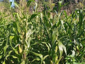 Maize fodder