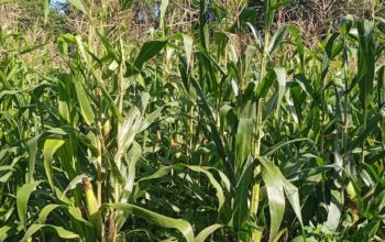 Maize fodder