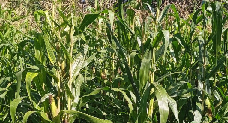 Maize fodder