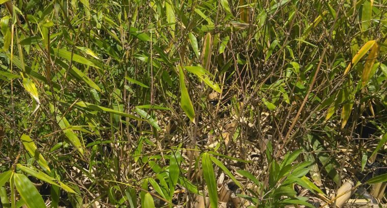 Giant Green Bamboo