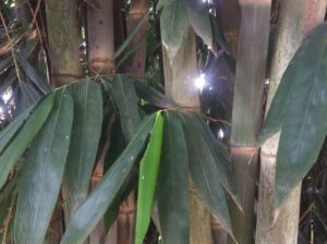 Giant Green Bamboo