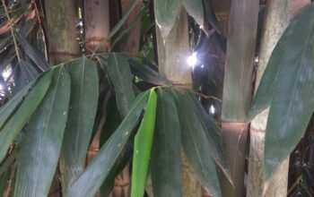 Giant Green Bamboo