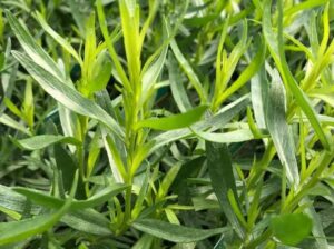 French Tarragon