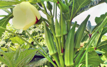 Fresh Okra ( Mabenda )