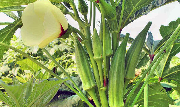 Fresh Okra ( Mabenda )