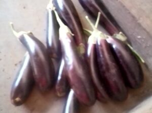 Eggplant/Brinjal Ready