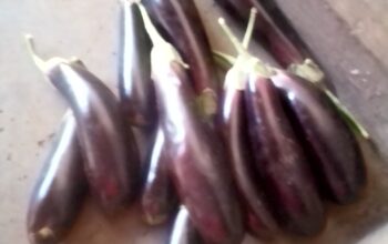 Eggplant/Brinjal Ready