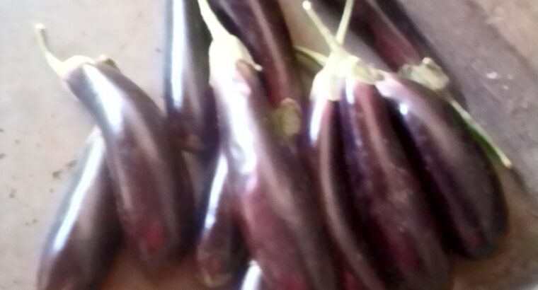 Eggplant/Brinjal Ready