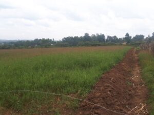 Fresh bales of hay for sale