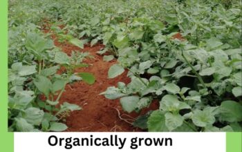 Organically Grown Managu