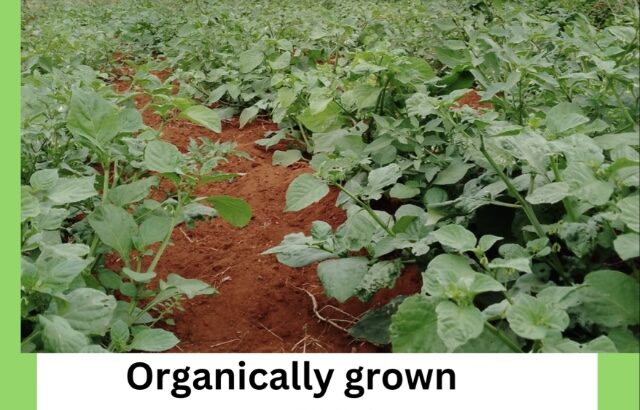 Organically Grown Managu