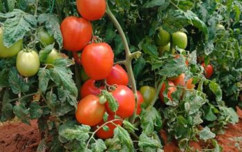 FRESH TOMATOES