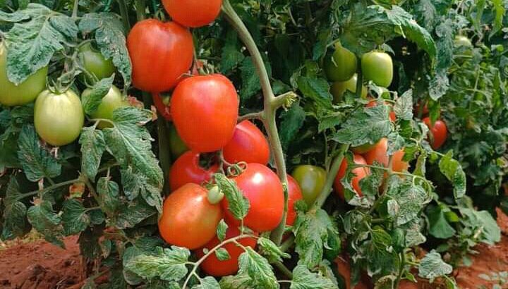 FRESH TOMATOES