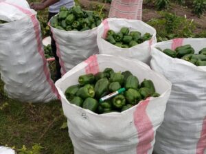 Green Capsicum ( Hoho)