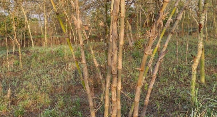 Bamboo For Sale