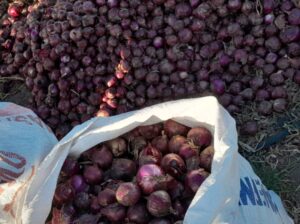 Fresh onions for sale