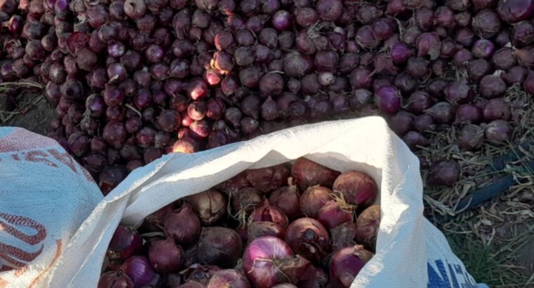 Fresh onions for sale