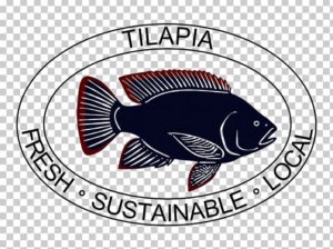 Fresh Tilapia