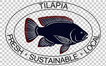 Fresh Tilapia