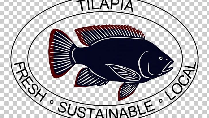 Fresh Tilapia