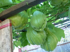 Chayote squash