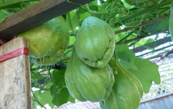 Chayote squash