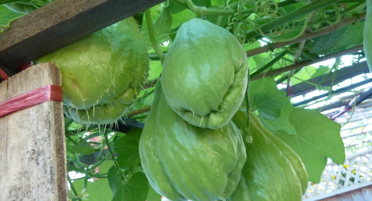 Chayote squash