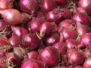 Well dried red onions