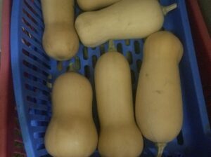 Fresh butternut from farm