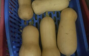 Fresh butternut from farm